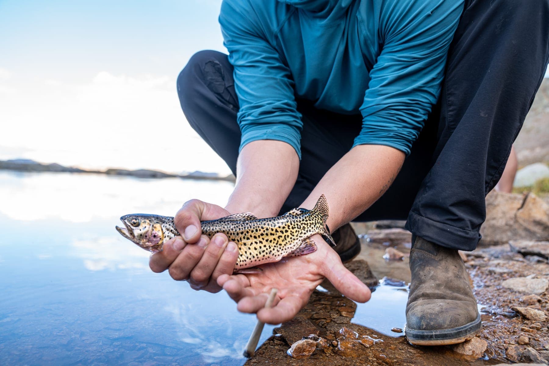 Two hands cradling a trout at the water's edge before its release