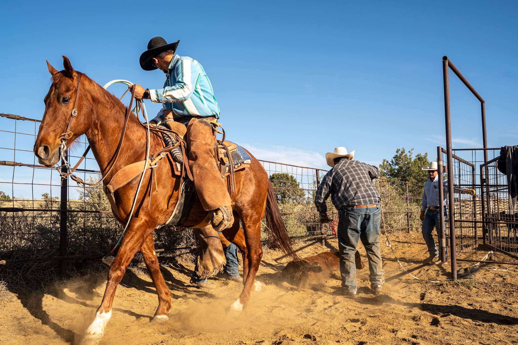 Branding day at Circle B Ranch — dust rising in low light as ropes swing and crews move with the rhythm of a day that's been done this way for generations.