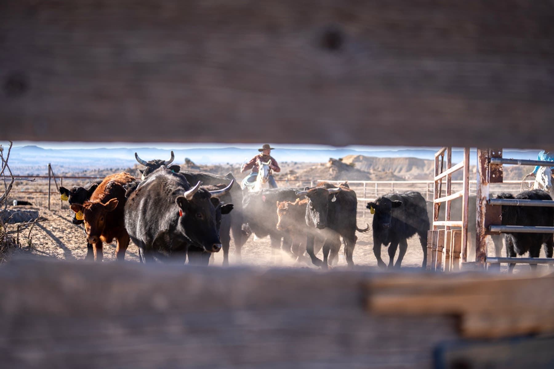 Cattle crowding a dusty pen at a working ranch, seen between the boards of a fence, a rider behind them.