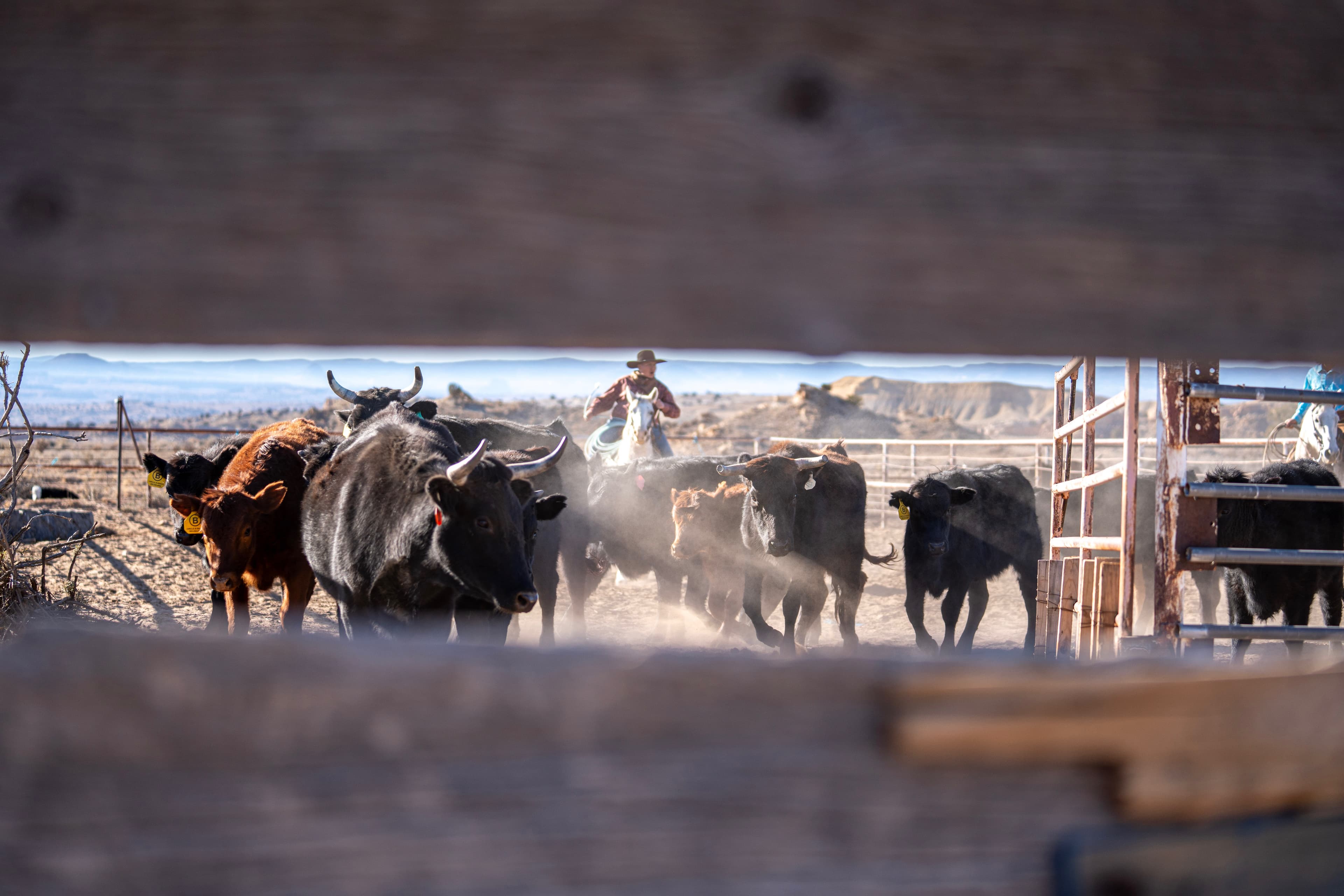 A working cattle drive across open New Mexico country — riders moving the herd through dust and morning light.