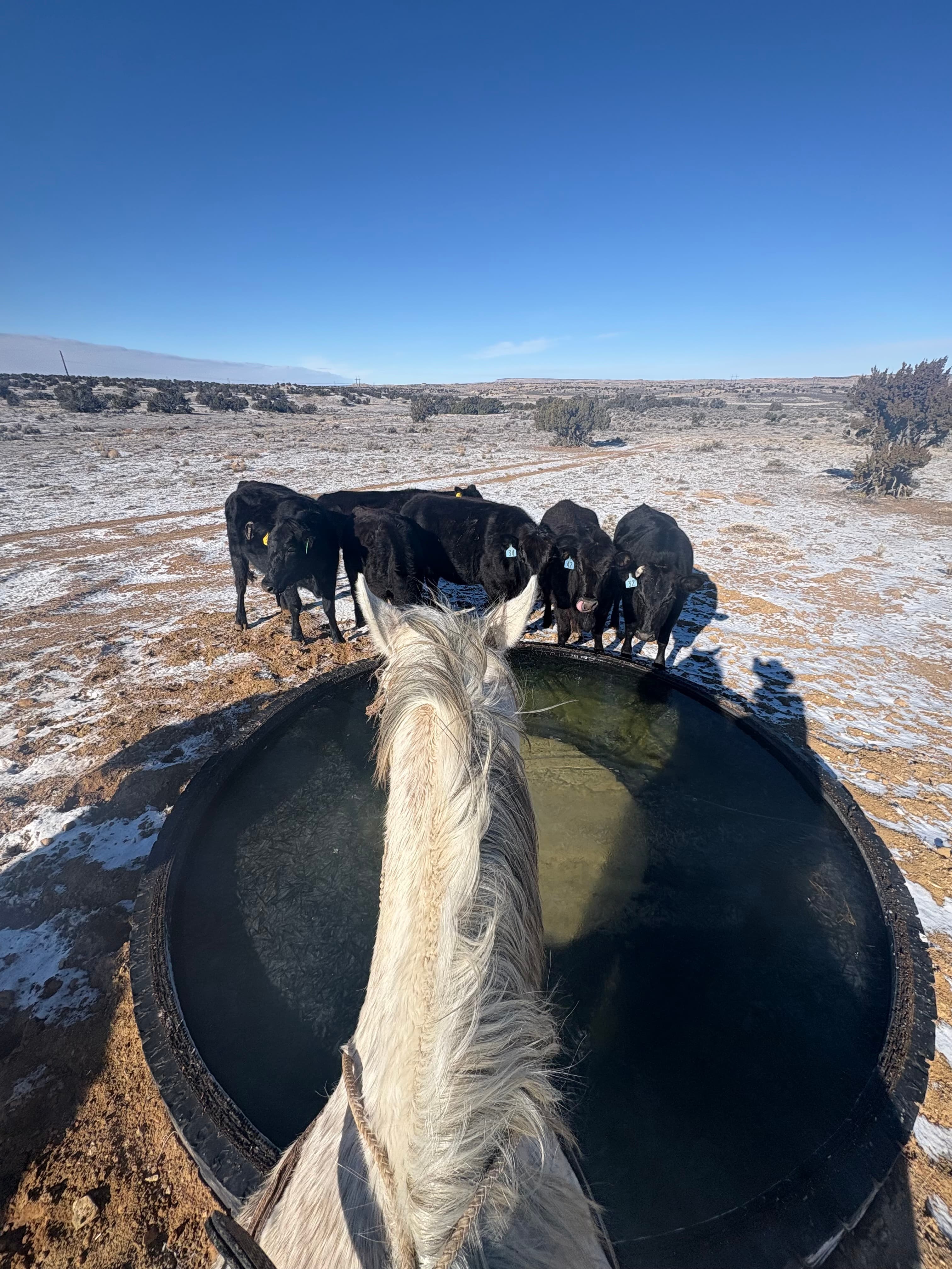 Ranch horses pausing at water — the quiet rhythm between the work.