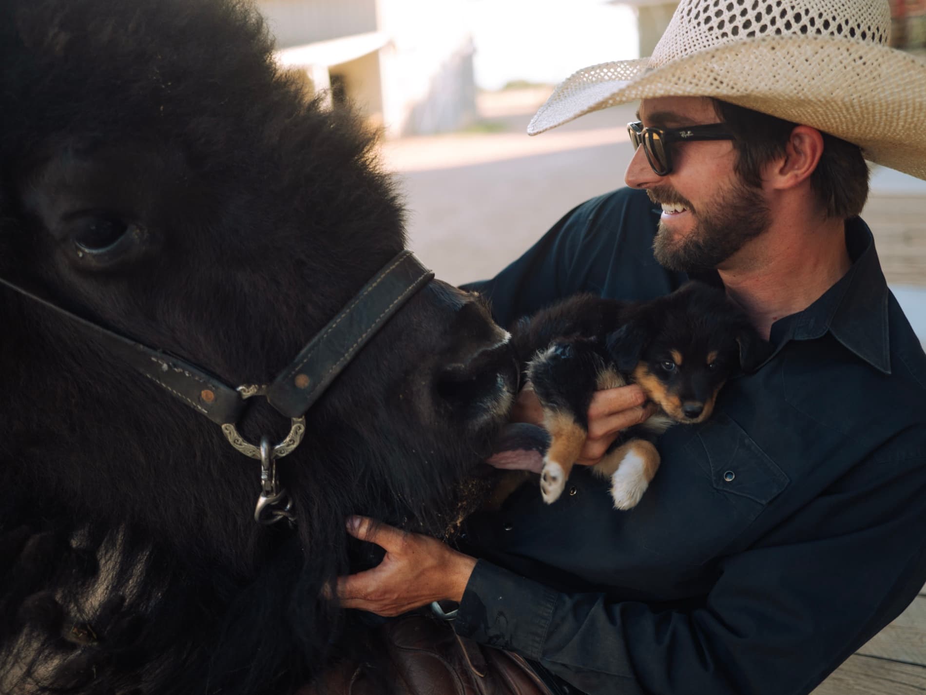 Clyde the buffalo nuzzling a puppy held by Wyatt Mortenson